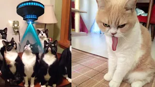 BEST DANK CAT MEMES COMPILATION OF 2020 Part 16 (From TikTok)