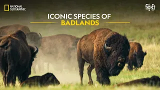 Iconic Species of Badlands | America’s National Parks | हिन्दी | Full Episode | S1-E2 | Nat Geo