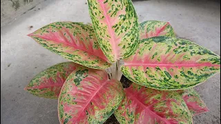 Simple Way to Propagate Aglaonema with a High Success Rate