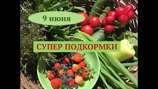 Высаживаем огурцы, арбузы и дыни в открытый грунт. Дачные сезоны 9.06.18.