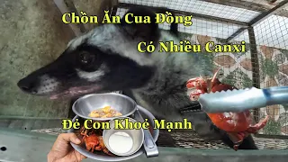 Nuôi Chồn Hương Con Cho Bú Sữa|Cho Cả Đàn Ăn Thêm Cua Đồng|Kỹ Thuật Nuôi Chồn Hương