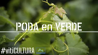 Cómo y Por Qué PODAR la VID 🌱en primavera - verano ☀ Poda en VERDE 🍇 vitiCULTURA #LdN