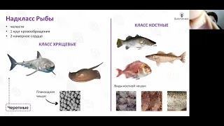 Лекция 35  Макроэволюция Позвоночные