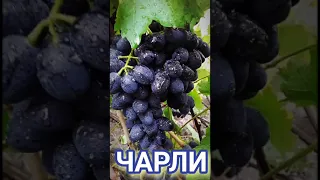 Чарли (Антрацит)