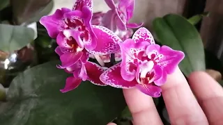 13.09.23г.Я приехала! Что у меня цветёт! 🌺👍🌺