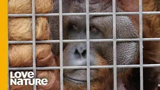 The Story of Hercules The Blind Orangutan | Love Nature