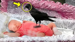 A Raven Perched On The Girl's Coffin At The Funeral. Then Something Unbelievable Happened!