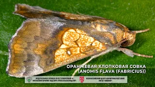 Оранжевая хлопковая совка (Anomis flava (Fabricius))