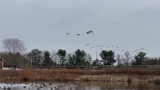 Canada Geese