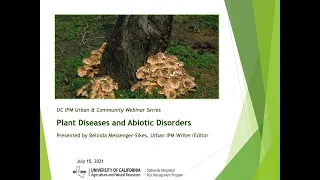 Plant Diseases and Abiotic Disorders