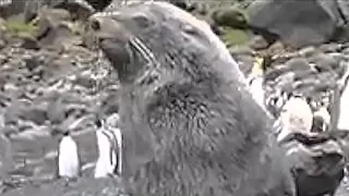Тюлень Морской котик трахает пингвина