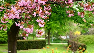 Classical music heals the heart and soul, the most beautiful spring scene is Mozart, Beethoven, Chop