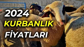 KURBANLIK KOÇ FİYATLAR | HAYVAN PAZARI GÜNCEL FİYATLAR