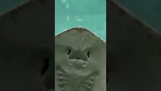 Sting Ray Smile