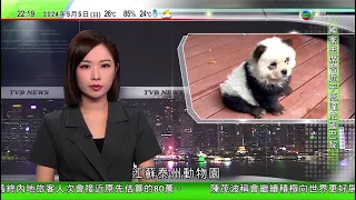 無綫TVB 1000一小時新聞｜習近平抵巴黎展開訪歐行程 稱中國法國關係是雙贏合作模範｜第135屆廣交會閉幕線下展覽境外採購商比上屆多兩成四｜ 江蘇有動物園將鬆獅犬染黑變熊貓犬吸客｜20240505