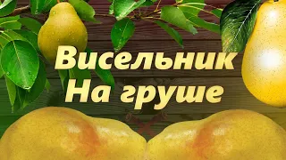 Настойка на Груше. Рецепт Висельника в домашних условиях