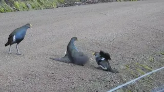 Tasmanian Native hens calls and territorial fighting