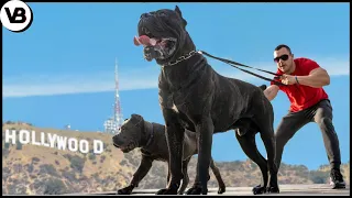 These Dogs Are Literally Hollywood Stars