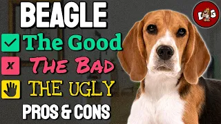 Owning A Beagle The Good, The Bad, The Ugly | Pros And Cons