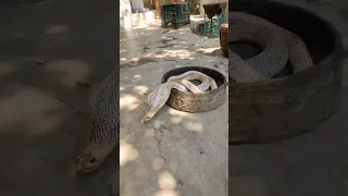 nagin king cobra snake🐍