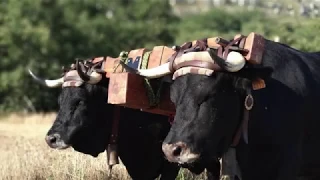 2019 MARCHA DE LOS CARRETEROS POR LAS LORAS