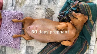 Dachshund Pregnancy Journey
