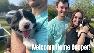 BRINGING HOME OUR NEW BORDER COLLIE PUPPY | PUPPY MEETS CATS