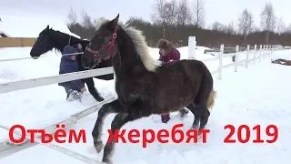 Отбивка жеребят от кобыл.