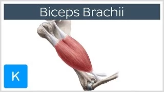 Biceps Brachii Muscle: Overview and Action - Human Anatomy | Kenhub