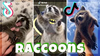 FUNNY RACCOON Videos Compilation | TikTok 2021