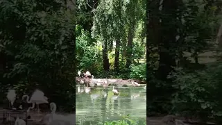 Flamingo animals nature  KYIV ZOO Ukraine  #shorts #Shorts