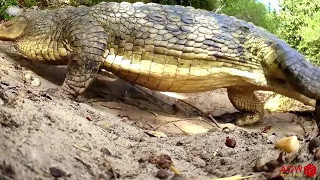 Amazing Bird Defends Crocodile Eggs From Monitor Lizard Hunting