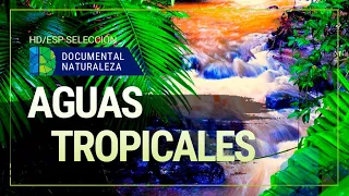 Documental AGUAS TROPICALES • Documental Naturaleza HD 1080p • Documental Español Completo