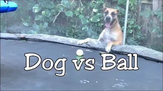 Funny Dog Fail -  Dog vs Tennis Ball | Laugh out Loud