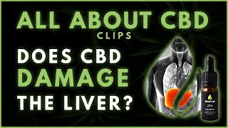 Does CBD Cause Liver Damage? | All About CBD - Clips