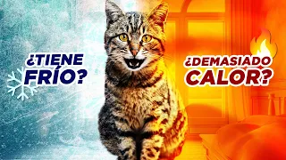 Cómo saber si TU GATO😺 tiene CALOR🔥 o FRÍO❄️ | CUIDADOS para gatos en VERANO e INVIERNO