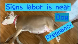 Signs Delivery is Near | Dog Pregnancy Signs