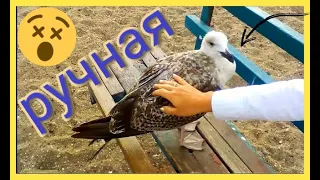 УНИКАЛЬНО-СМЕШНЫЕ КАДРЫ! РУЧНАЯ ЧАЙКА КРУПНЫМ ПЛАНОМ!