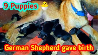 German Shepherd gave birth to 9 puppies || 😍🐣|| German Shepherd puppies