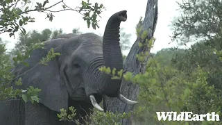 WildEarth - Sunset Safari - 15 Jan 2023