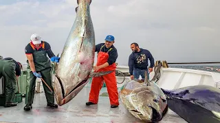 Life on Havest Giant Bluefin Tuna Fishing With Big Net Catch Hundred Tons Fish On Modern Vesell