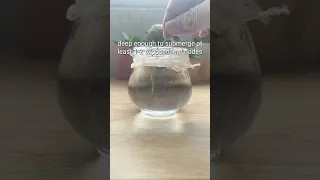 PROPAGATING IN WATER