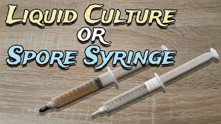 Liquid Culture Vs. Spore Syringe - What is the Difference? Which one for Growing Mushrooms?