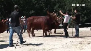 XVII Concurso Pecuário de Gado Bovino da Raça Barrosã | 2011 | BOTICAS