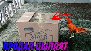 ПРОДАЛ ЦЫПЛЯТ