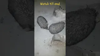 Hedgehog male and female love #viral #shorts #animals #amazing