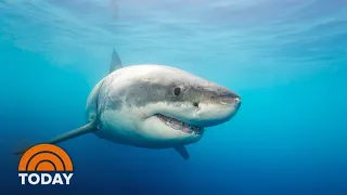 ‘Cluster’ Of Great White Sharks Reported Off North Carolina Coast | TODAY