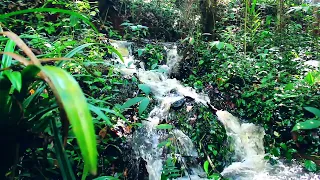 Melodious Birdsong and beautiful river sounds - Fast Small River, Calming Forest Sounds, Meditation