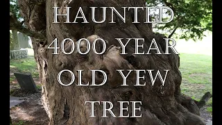 The 4,000 year old Llangernyw Yew Tree. A ghost story!
