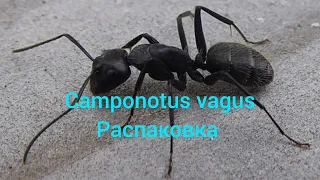 Распаковка посылки с Camponotus vagus